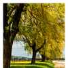 Woodbine Willows