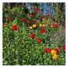 Spring Flora at Riverdale Farm