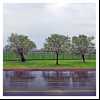 3 Tree
