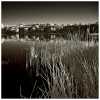 Marshy Infrared Goodness