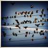 The Birds