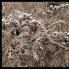 Brambles