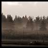 Dirty side with Fog, Trees Advancing