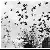 Flight