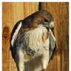 Red Tailed Hawk II