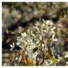 Cherry Blossoms with Bokeh