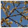 Cherry Blossom Sparrow