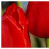 Glistening tulips