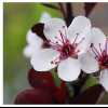 Spring Blossoms