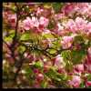 Spring Blossoms Continue!