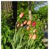 Tulips III