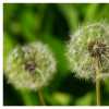 Dandy