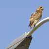 Woodbine Peregrine Falcon