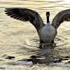 Goose's Morning Ablutions