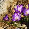 First signs of Spring I