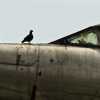 Closeup with Bird