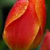 Tulip, May 2008