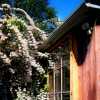 Parkdale & Toronto Horticultural Society Garden Tour I