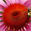 Buzzin' II