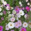 Late Summer Flowers