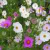 Little flowers again
