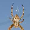Whoa that's a big spider.