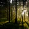 High Park Sunbeams I