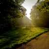 High Park Sunbeams II