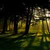 High Park Sunbeams III