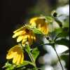 Fall flowers