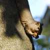 Squirrely