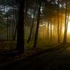 High Park Sunbeams Pt 2, the November edition