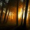 High Park Sunbeams Pt 2, the November edition II