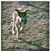 The dog