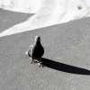 Pigeon Shadow