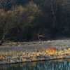 Humber Marsh