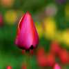 Up Close and Colourful
