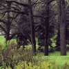 Rainy Day in High Park