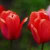 Tulips 2009 I