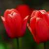 Tulips 2009 II