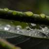drops