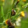 Snails I