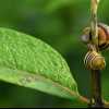 Snails II