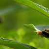 Snails III