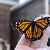 Monarch in Hand