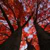 Fall Colours I