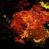 Fall Colours II