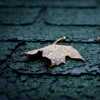 Wet Autumn I