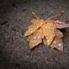 Wet Autumn II