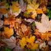 Wet Autumn III